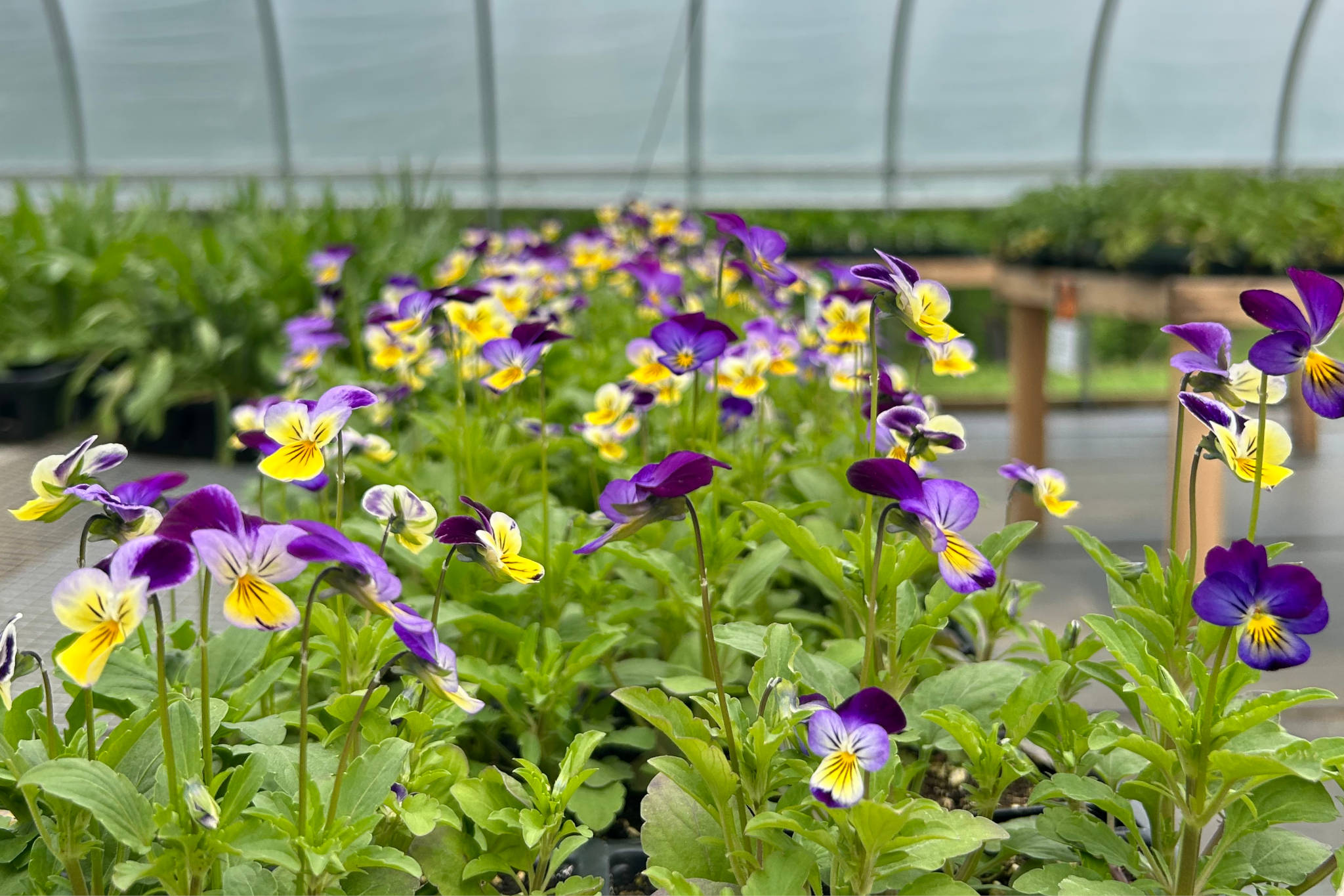 SPRING SEEDLINGS